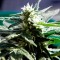 Isparta’da  Auto Critical feminised Ganja Seeds kenevir tohumu