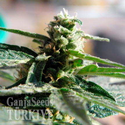 Auto Critical feminised Ganja Seeds