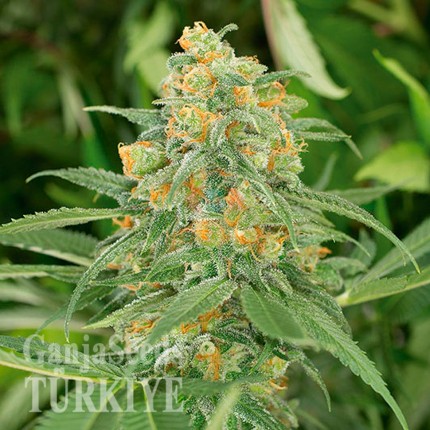 Green Crack feminised Ganja Seeds