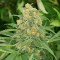 Green Crack feminised Ganja Seeds