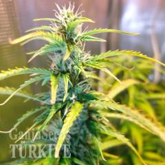 Green Crack feminised Ganja Seeds