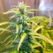 Green Crack feminised Ganja Seeds