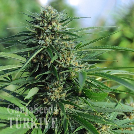 Green Crack feminised Ganja Seeds