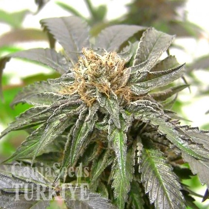 Purple Kush feminised Ganja Seeds