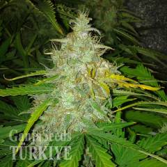 Auto White Dwarf feminised Ganja Seeds