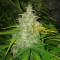 Auto White Dwarf feminised Ganja Seeds Otomatik çiçeklenen dişileştirilmiş kenevir tohumu kargo ile eve teslim