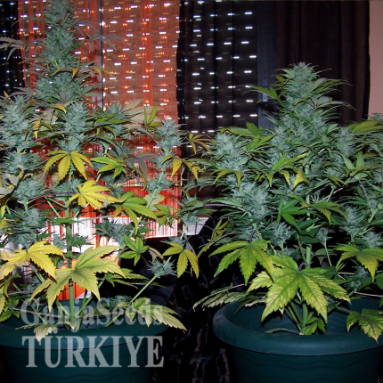 Auto White Dwarf feminised Ganja Seeds