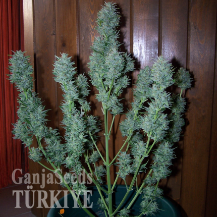 Auto White Dwarf feminised Ganja Seeds