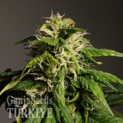 Auto White Dwarf feminised Ganja Seeds