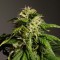 Auto White Dwarf feminised Ganja Seeds Online kenevir tohumu