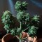 Auto White Dwarf feminised Ganja Seeds Eve teslim kenevir tohumları