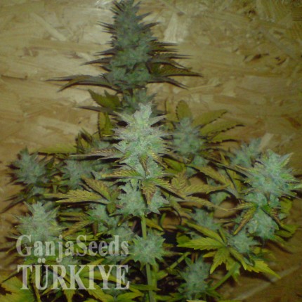 Auto White Dwarf feminised Ganja Seeds