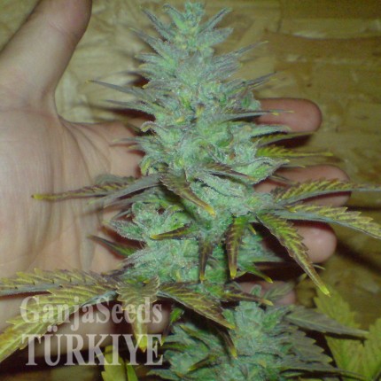 Auto White Dwarf feminised Ganja Seeds