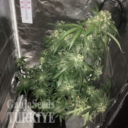 Auto White Dwarf feminised Ganja Seeds