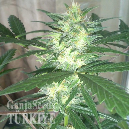 Auto White Dwarf feminised Ganja Seeds