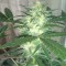 Auto White Dwarf feminised Ganja Seeds GanjaSeeds internet mağazsında otomatik çiçeklenen dişileştirilmiş kenevir tohumlarını satın al