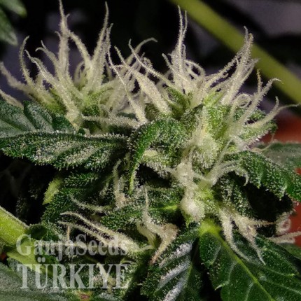 Auto White Dwarf feminised Ganja Seeds