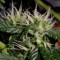 GanjaSeeds internet mağazasından kargo ile Auto White Dwarf feminised Ganja Seeds