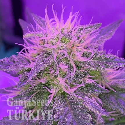 Auto White Dwarf feminised Ganja Seeds