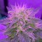 Auto White Dwarf feminised Ganja Seeds Ucuz kenevir tohumu fiyatları