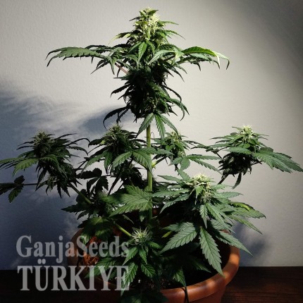 Auto White Dwarf feminised Ganja Seeds