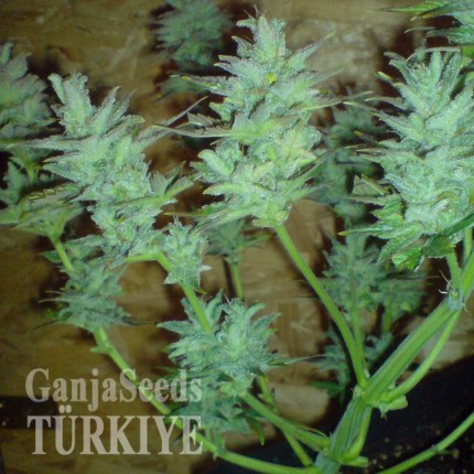 Auto White Dwarf feminised Ganja Seeds