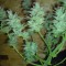 Auto White Dwarf feminised Ganja Seeds Kenevir kültürü tohumları