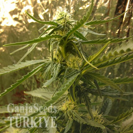 Auto White Dwarf feminised Ganja Seeds