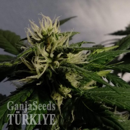 Auto White Dwarf feminised Ganja Seeds