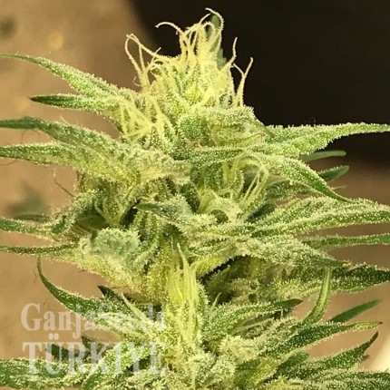 Satori feminised Ganja Seeds