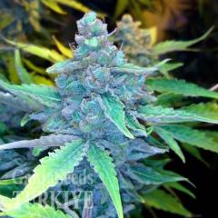 Auto Blueberry x Sweet Tooth feminised Ganja Seeds