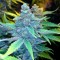 Auto Blueberry x Sweet Tooth feminised Ganja Seeds Online kenevir tohumu