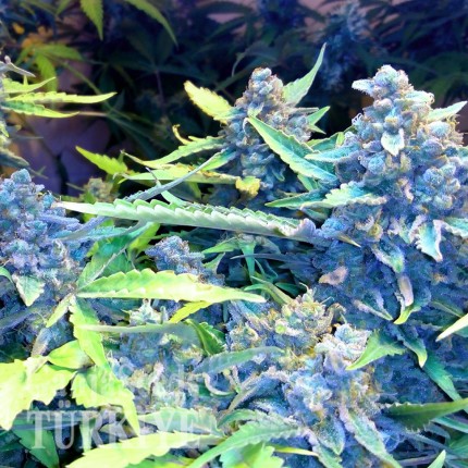 Auto Blueberry x Sweet Tooth feminised Ganja Seeds