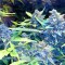 Auto Blueberry x Sweet Tooth feminised Ganja Seeds Eve teslim kenevir tohumları