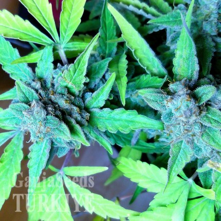 Auto Blueberry x Sweet Tooth feminised Ganja Seeds