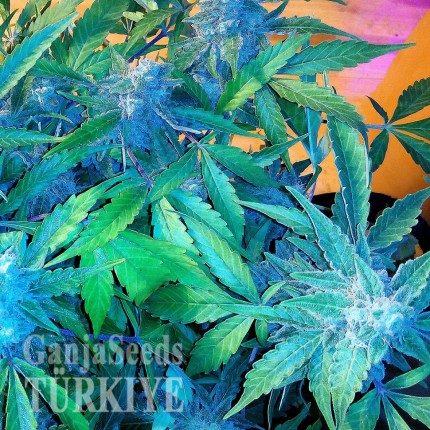 Auto Blueberry x Sweet Tooth feminised Ganja Seeds