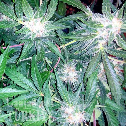 Auto Blueberry x Sweet Tooth feminised Ganja Seeds