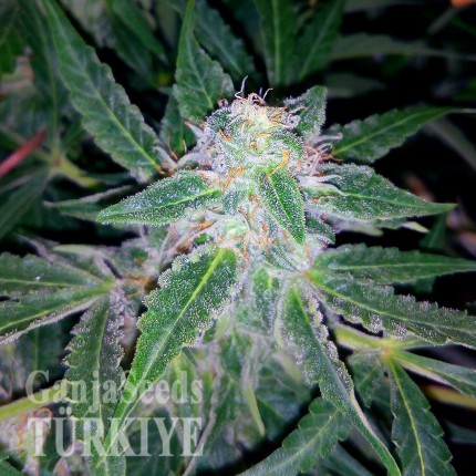 Auto Blueberry x Sweet Tooth feminised Ganja Seeds