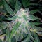 Auto Blueberry x Sweet Tooth feminised Ganja Seeds GanjaSeeds internet mağazsında otomatik çiçeklenen dişileştirilmiş kenevir tohumlarını satın al