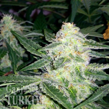 Auto Blueberry x Sweet Tooth feminised Ganja Seeds