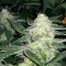 GanjaSeeds internet mağazasından kargo ile Auto Blueberry x Sweet Tooth feminised Ganja Seeds