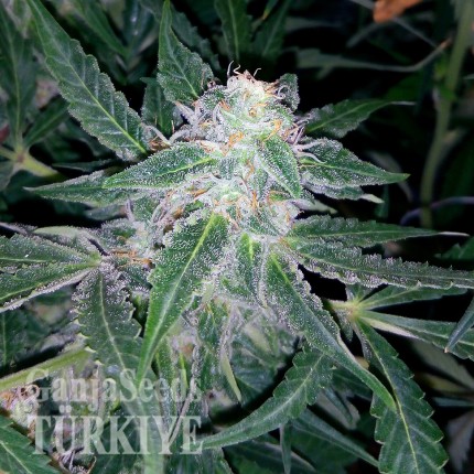 Auto Blueberry x Sweet Tooth feminised Ganja Seeds