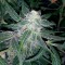 Auto Blueberry x Sweet Tooth feminised Ganja Seeds Ucuz kenevir tohumu fiyatları