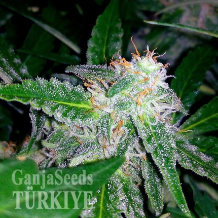 Auto Blueberry x Sweet Tooth feminised Ganja Seeds