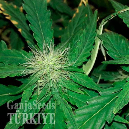 Bubblelicious feminised Ganja Seeds