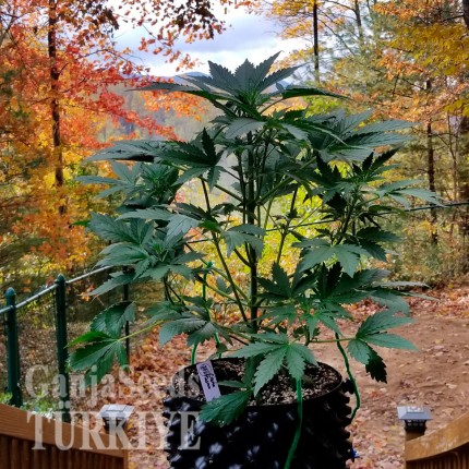 Bubblelicious feminised Ganja Seeds