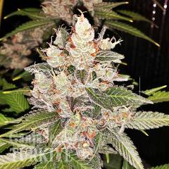 Sour Diesel feminised Ganja Seeds