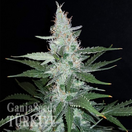 Super Mazar feminised Ganja Seeds