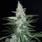 Super Mazar feminised Ganja Seeds