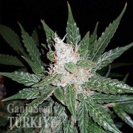 Super Mazar feminised Ganja Seeds